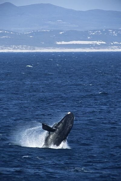Southern right whale (Balaena glacialis australis). sequence 1  /  2 South Africa