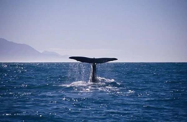 Sperm whale (Physeter catadon) diving off coast Kaikoura, New Zealand