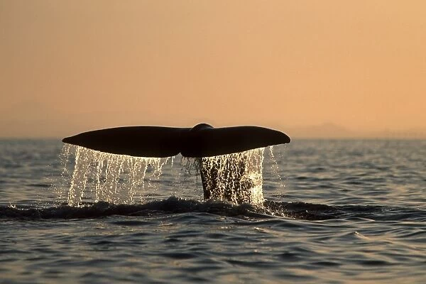 Sperm Whale, Physeter macrocephalus, fluke-up dive at sunset in northern Gulf of California, Mexico