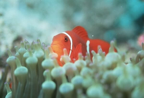 Spine-cheek anemonefish (Premnas biaculeatu). Papua New Guinea