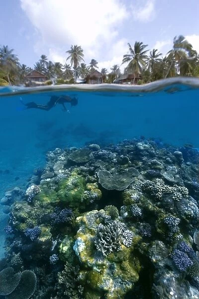Split image of pristine coral reef, surveyor and island, Rongelap, Marshall Islands, Micronesia