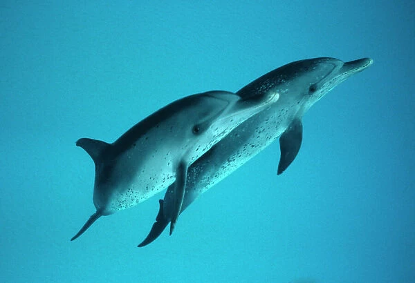 Spotted Dolphin pair (Stenella frontalis). Caribbean
