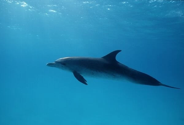 Spotted Dolphin (Stenella frontalis). Caribbean