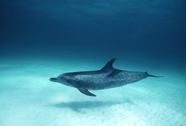 Spotted Dolphin over white sand bottom (Stenella frontalis). Caribbean