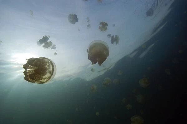 Stingless jellyfish, Mastigias sp. Jellyfish lake, Palau, Micronesia (rr)