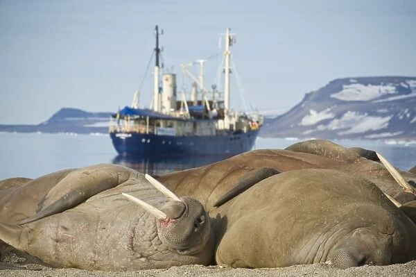 The Stockholme, Ship, Walrus, Rookery, Haul Out, Colony. Longyearbyen, Svalbard, Norway