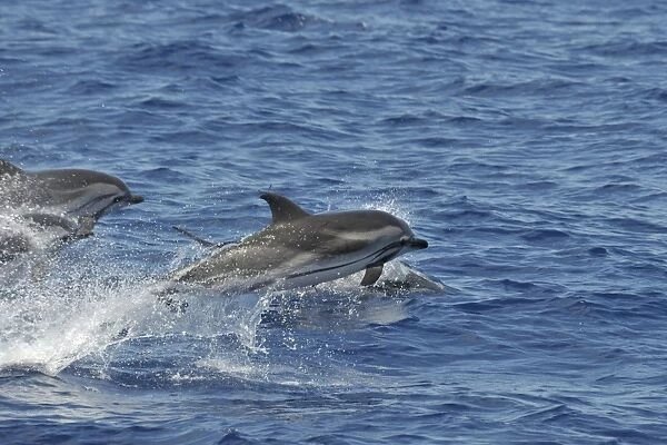Striped Dolphin (Stenalla coeruleoalba). Azores, North Atlantic. Taken 2008