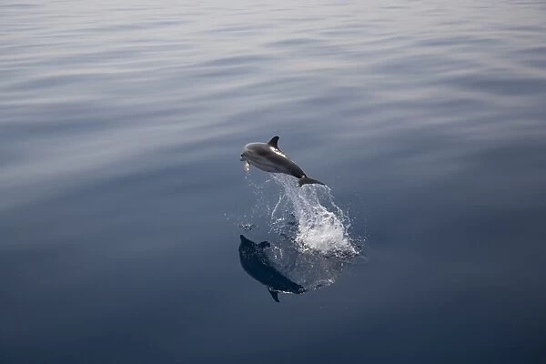 Striped dolphin (Stenella coeruleoalba) leaping. Greece, Eastern Med