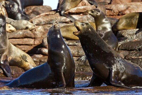 Sub-adult bull California sea lions (Zalophus californianus) mock-fighting on Los Islotes, the southernmost haul out and breeding area in the Gulf of California (Sea of Cortez), Baja California Sur, Mexico. There is a large sexual dimorphism between