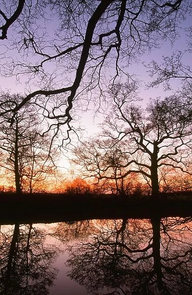 Trees reflected in a pond in Lancashire UK at sunset