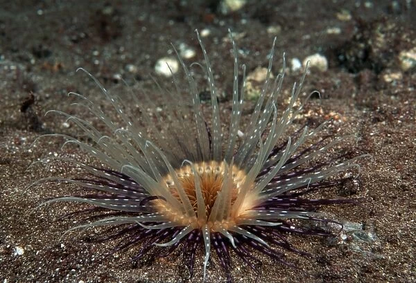 Tube anemone (Cerianthus sp. ). Indo Pacific