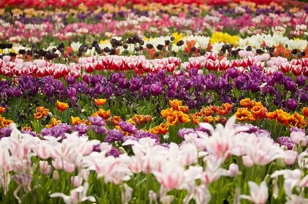 A tulip display at the Eden Project in Cornwall UK