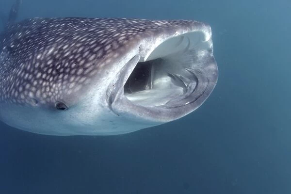 Side view of feeding Whale shark (Rhincodon typus) Sea of Cortez, Mexico (RR)