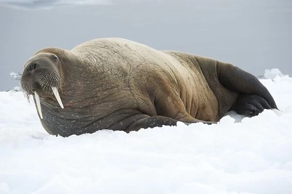 Walrus. Longyearbyen, Svalbard, Norway