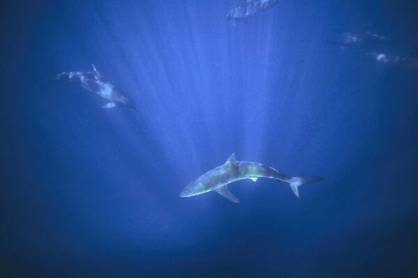Whaler shark with group of bottlenose dolphins. (Tursiops truncatus and Carcharhinus altimus). Galapagos Islands