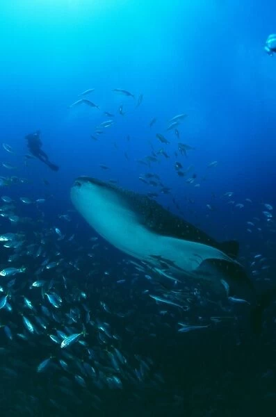 Whaleshark (Rhyncodon typus), looking upwards with large school of fish and Scuba Diver, Seychelles, Indian