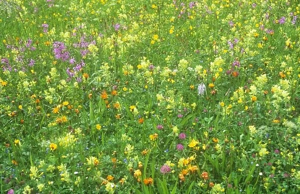 A wild flower meadow in Austria