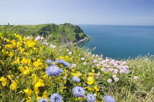 Wildflowers near Hartland Point in Devon UK