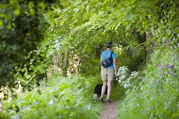 A woman walking her dog through woodland near Combe Martin in Devon, UK