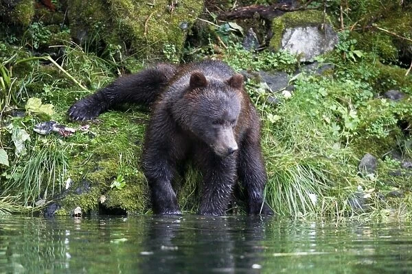A young coastal brown bear (Ursus arctos horibilis) in an unusual position while fishing for pink slamon in a shallow stream on Chichagof Island, Southeast Alaska, USA