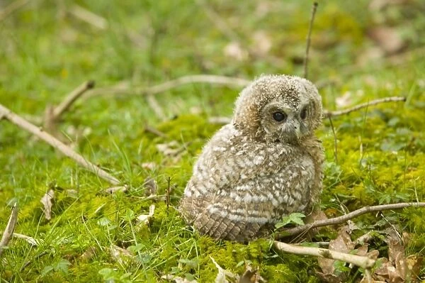 A young Tawny Owl Chick on a woodland floor