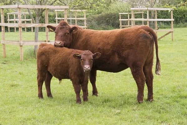 Domestic Cattle, Red Ruby Devon cow and calf, standing in pasture, Exeter, Devon, England, May