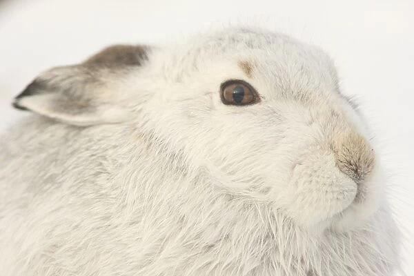 Mountain Hare (Lepus timidus) adult, white winter coat, close-up of head, in snow, Strathspey, Cairngorm N. P