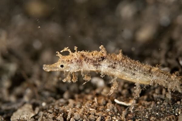Shortpouch Pygmy Pipehorse (Acentronura tentaculata) adult, showing cryptic colouration and projections from head