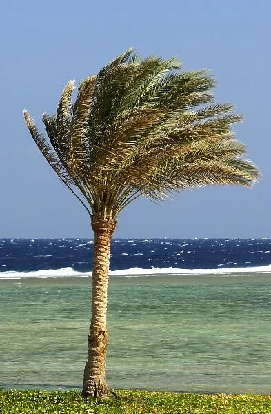 Africa, Egypt, Marsa Alam, Red Sea, palm tree on beach