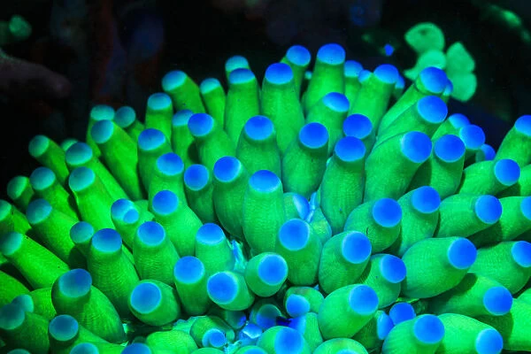 Fluorescing Underwater Macro images