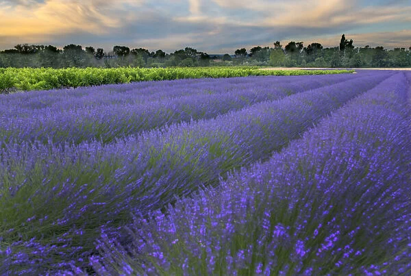 France, Provence, Salt, Lavender field at sunrise