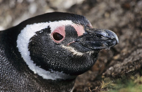 Magellanic penguin (Spheniscus magellanicus) looking out of a burrow