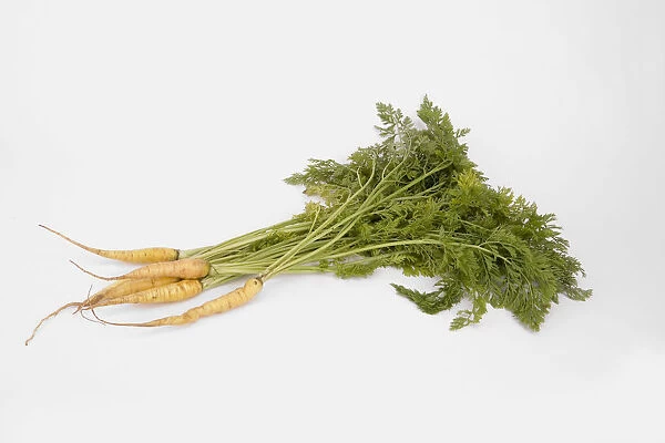 Bunch of organic carrots with leafy stems still attached