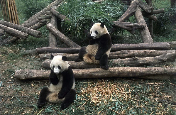 China, sichuan, chengdu, wolong nature preserve, giant panda breeding research center, two year old pandas eating bamboo