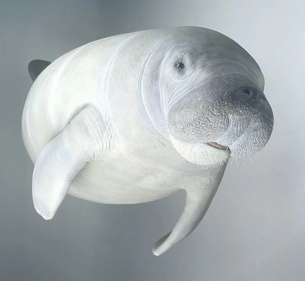 Model of West Indian manatee (Trichechus manatus), side view
