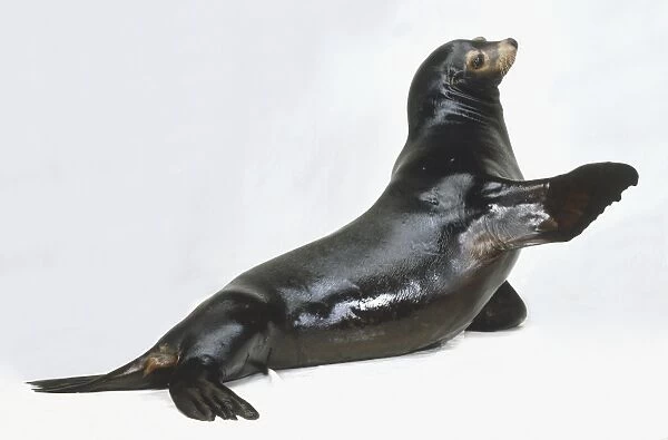 Sea Lion (Otariinae) raising one of its flippers, side view