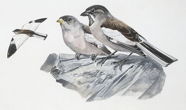 Zoology: Birds, White-winged Snowfinch, (Montifringilla nivalis), illustration