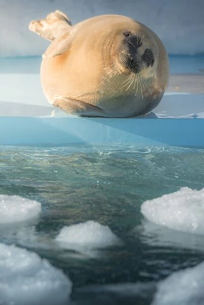 Happy Seal in Hokkaido
