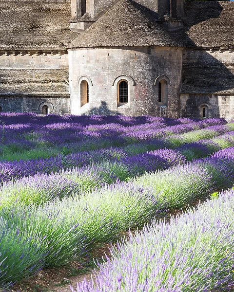 Senanque abbey and its lavender field, Provence
