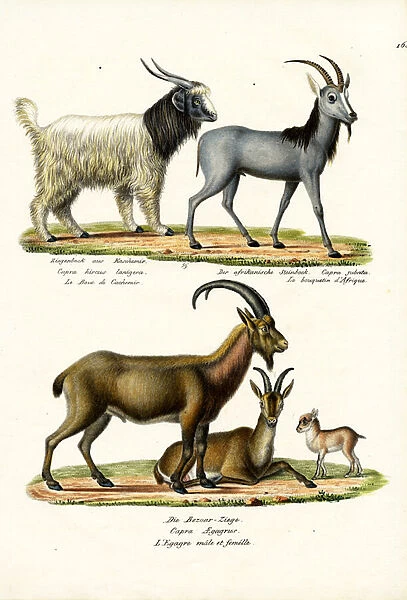 Cashmere Goat, 1824 (colour litho)