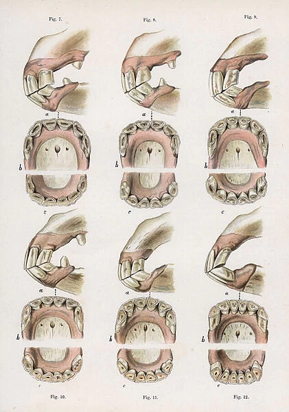 Horse teeth, indicating age (colour litho)