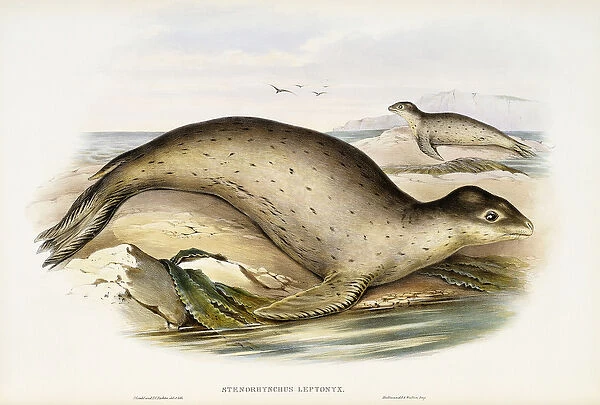 Sea Leopard (Stenorhynchus Leptonyx), 1845-1863 (hand-coloured lithograph)