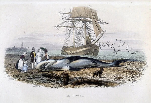 Shark fishing - in 'Histoire naturelle de Lacepede', 1860