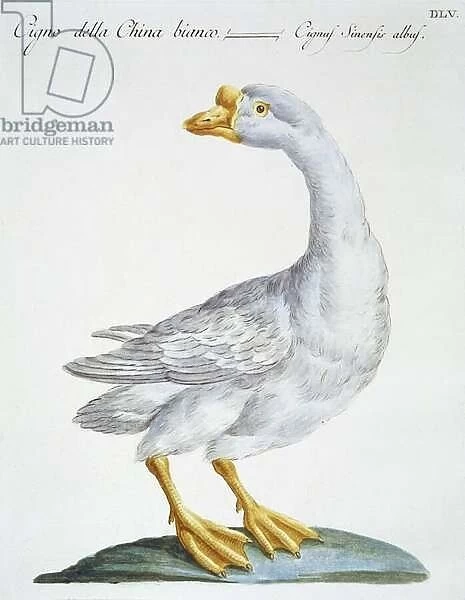 Swan, c. 1767-76 (hand coloured engraving)