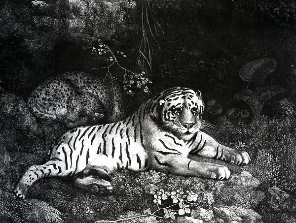 Two Tigers, 1788 (engraving)