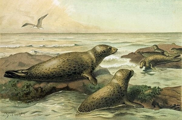 Leopard-Seal