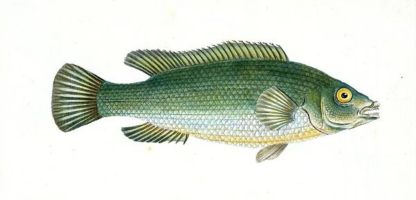 Wrasse, streaked, Labrus lineatus, British fishes, Donovan, E. (Edward), 1768-1837