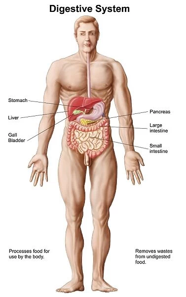 Anatomy of human digestive system, male representation