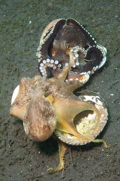 Two Coconut Octopus wrestling over clam shells, Indonesia