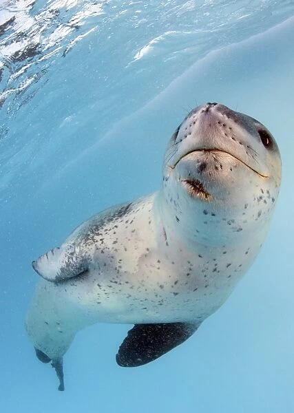 Facial view of a leopard seal, Astrolabe Island, Antarctica